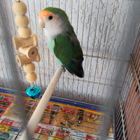 Pappagallo