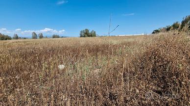 Terreno agricolo