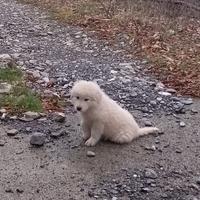 Cuccioli di pastore maremmano