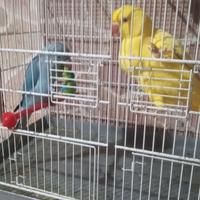 Parrocchetti dal collare