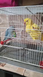 Parrocchetti dal collare