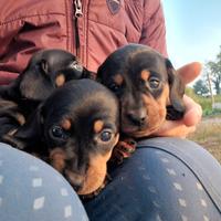 Bassotti kaninchen a pelo corto