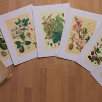 Stampe litografiche sei piante da frutto Arbora