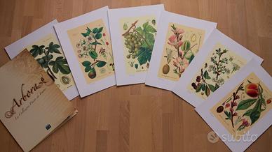 Stampe litografiche sei piante da frutto Arbora