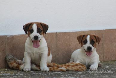 Cuccioli di Jack russell terrier