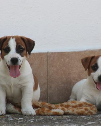 Cuccioli di Jack russell terrier