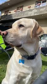 Labrador accoppiamento Toscana