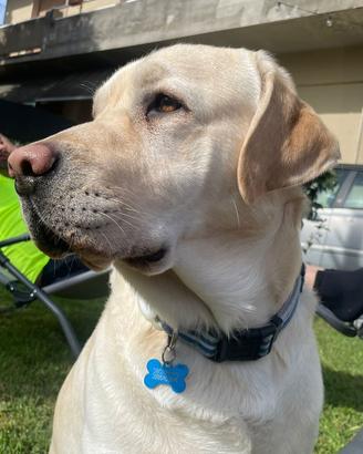 Labrador accoppiamento Toscana