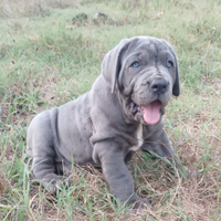 Mastino Napoletano