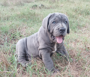 Mastino Napoletano