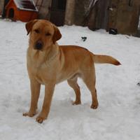 Labrador maschio per monta con pedigree e test
