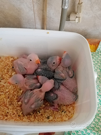 Parrocchetti dal collare