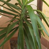 bella yucca in vaso