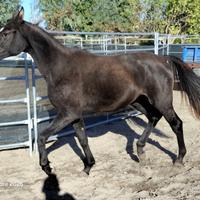 FN KEIRA INVESTIMENT-quarab