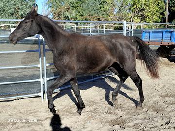 FN KEIRA INVESTIMENT-quarab