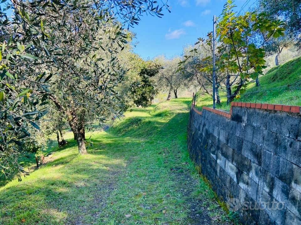Uliveto e frutteti - Vista 2
