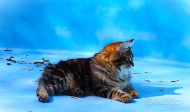 Kurilian Bobtail