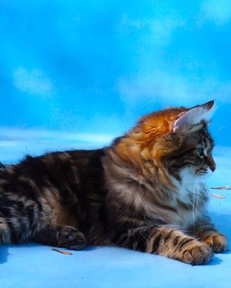Kurilian Bobtail