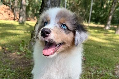 Cuccioli Australian Shepherd / Pastore Australiano