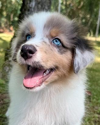 Cuccioli Australian Shepherd / Pastore Australiano