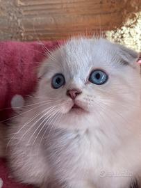 Splendida gattina Scottish Fold bianca nata 1 ago