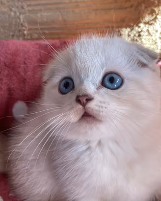 Splendida gattina Scottish Fold bianca nata 1 ago