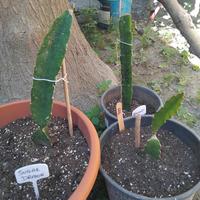 pianta di pitaya o dragon fruits