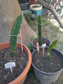 pianta di pitaya o dragon fruits