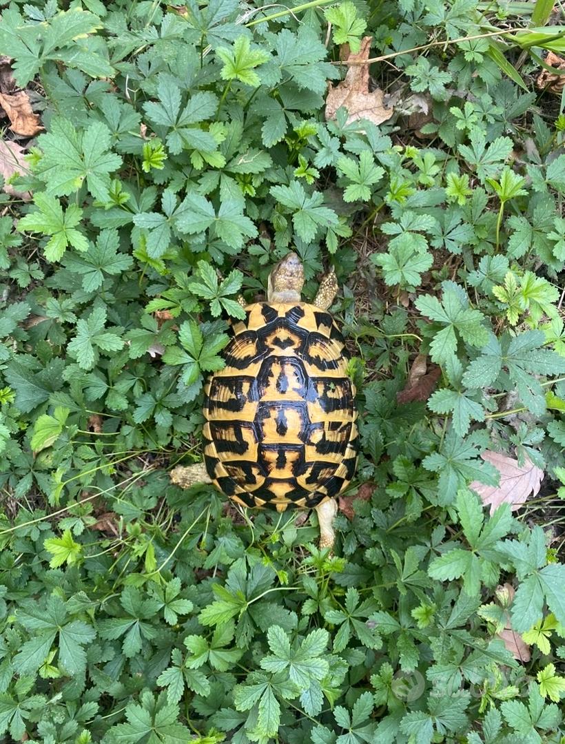 Tartaruga di terra femmina adulta riproduttiva - Animali In vendita a Asti
