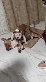 American Bully Pocket