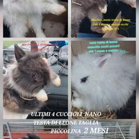 Cuccioli di coniglio nano testa leone ultimi 4