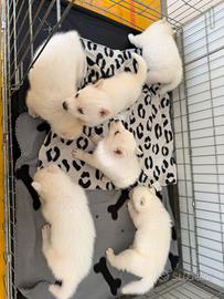 Siberian Husky con pedigree