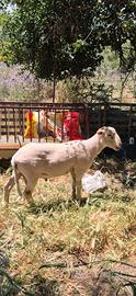Agnello 7 mesi