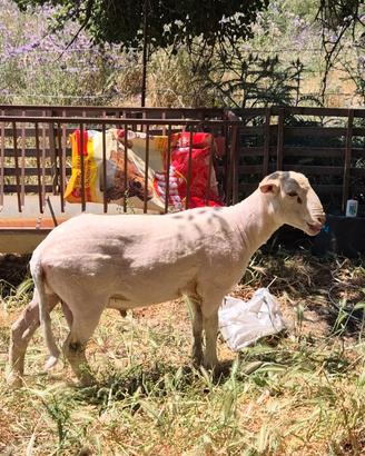 Agnello 7 mesi