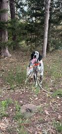 Setter inglese