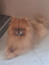 Spitz pomerania maschio per accoppiamento