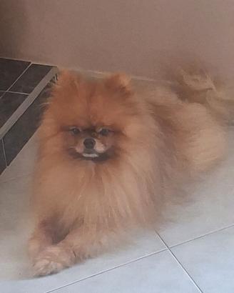 Spitz pomerania maschio per accoppiamento