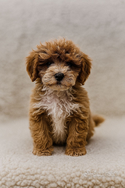 Cuccioli di Maltipoo di piccola taglia