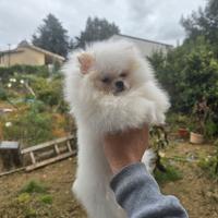 Toy pomerania spitz tedeschi nano pedigree