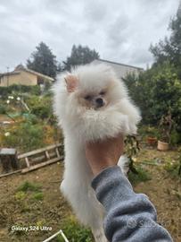 Toy pomerania spitz tedeschi nano pedigree