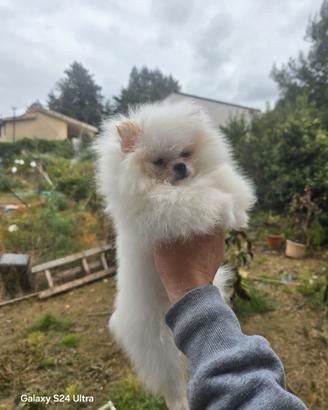 Toy pomerania spitz tedeschi nano pedigree