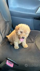 Spillo cucciolo di maltipoo toy da borsetta