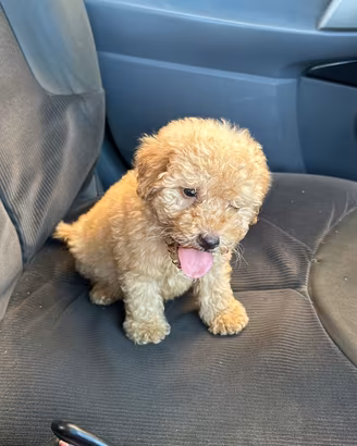 Spillo cucciolo di maltipoo toy da borsetta