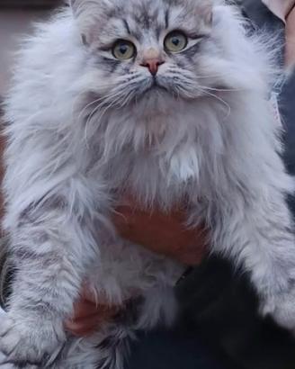 Si offre per monta maschio Sberiano Silver