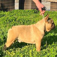 Bulldog francese con pedigree x monta