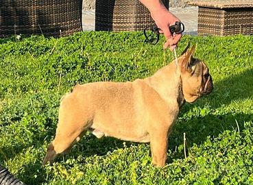 Bulldog francese con pedigree x monta