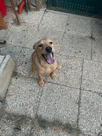 Cucciolo maschio meticcio
