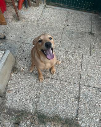 Cucciolo maschio meticcio