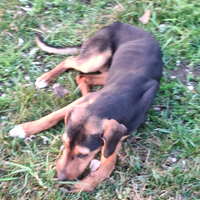 Cucciolona maremmana