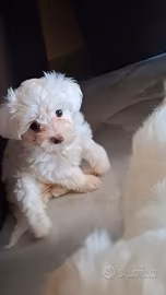 Bichon maltese